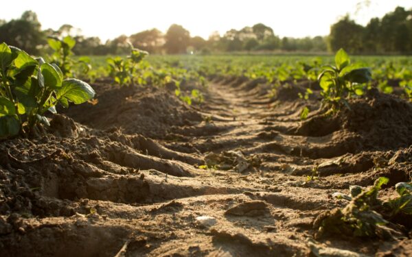 Pigus triukas daržui: vienas produktas gali pagerinti molingą dirvą per sezoną