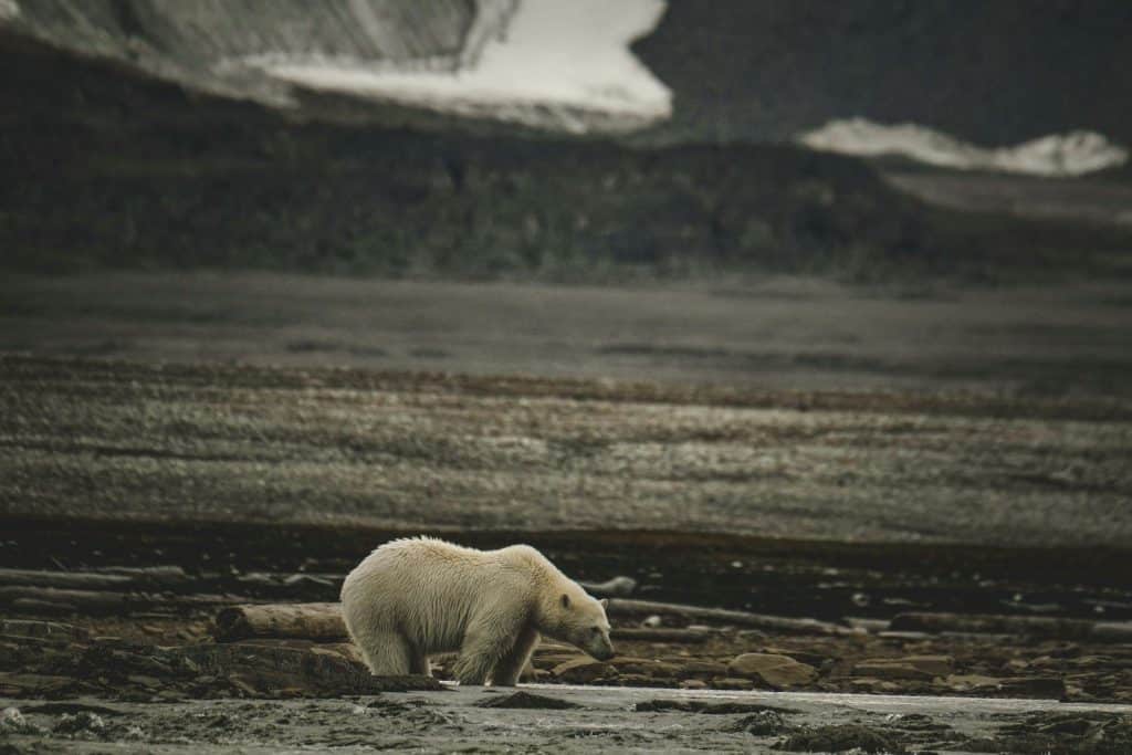 A polar bear walking across a field next to a mountain