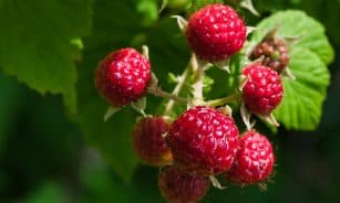 red raspberry fruit in close up photography