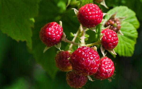 Ekspertai įspėja: viena klaida genint avietes pavasarį gali sugadinti derlių