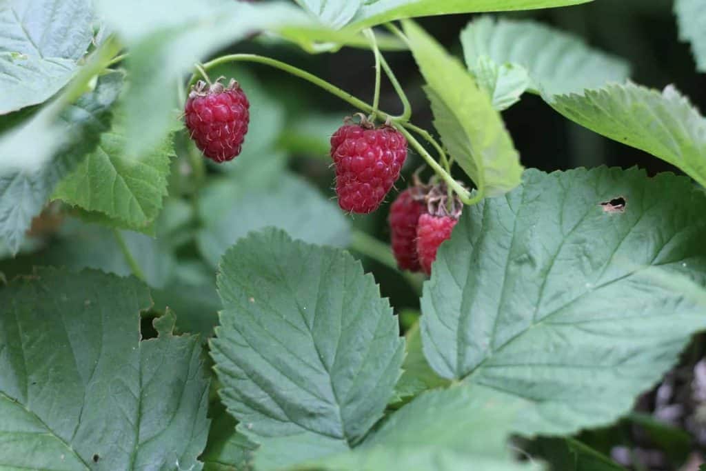 a group of raspberries on a plant