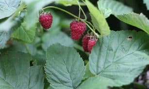 a group of raspberries on a plant