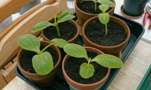Seedlings are growing in small pots.