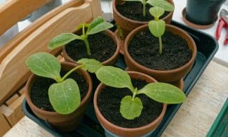 Seedlings are growing in small pots.