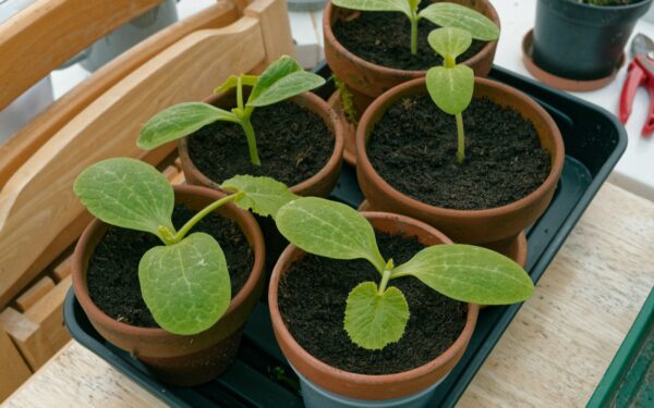 Cukinijų derlius bus dvigubai didesnis: štai kodėl patyrę daržininkai neskuba jų sodinti