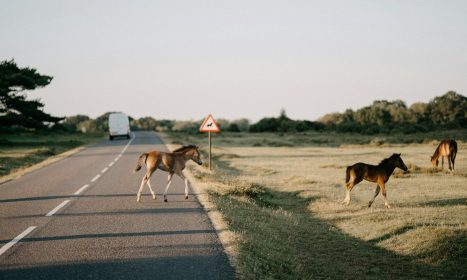 a herd of horses walking across a grass covered road