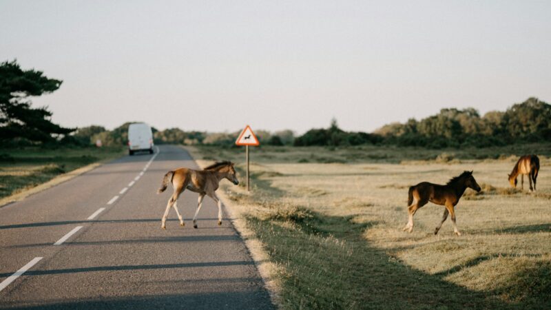 Chaosas Birštono savivaldybėje: į kelią išbėgę arkliai sukėlė avarijų grandinę