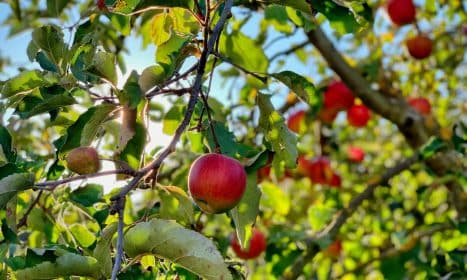 apple fruit on tree