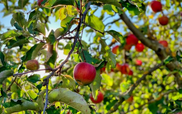 Sodininkė perspėja: šiemet daugelis vėluoja atlikti svarbų darbą su obelimis