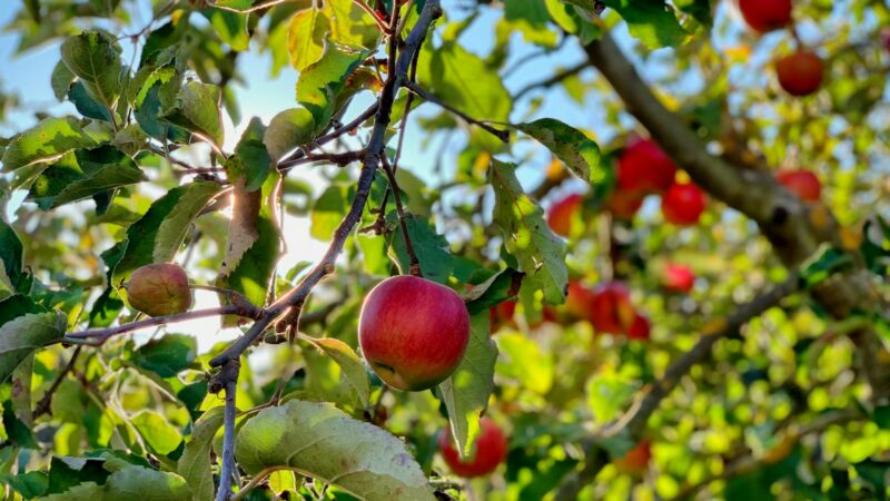 Sodininkė perspėja: šiemet daugelis vėluoja atlikti svarbų darbą su obelimis