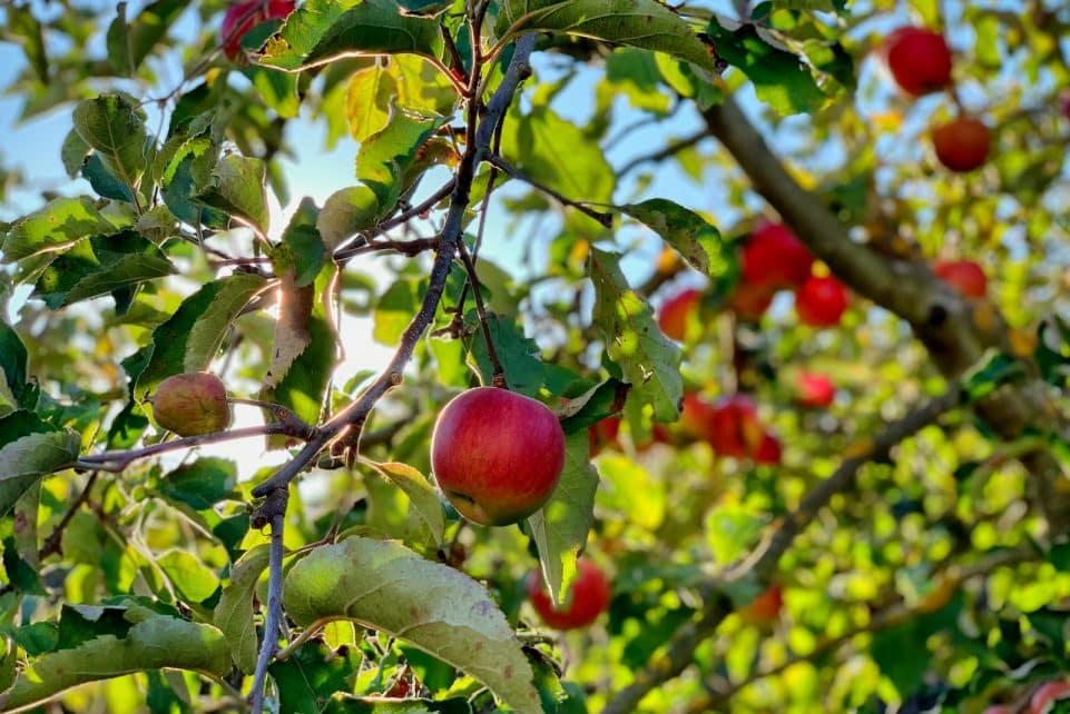 apple fruit on tree