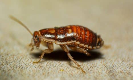 A close up of a bed bug on the ground