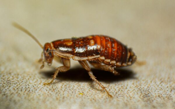 Tarakonai dings amžiams: ši pigi 3 ingredientų gudrybė išspręs namų problemą