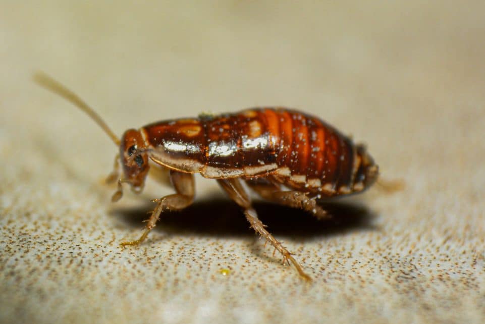 A close up of a bed bug on the ground