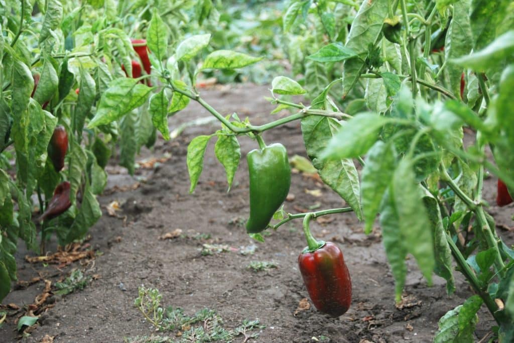 red and green bell peppers