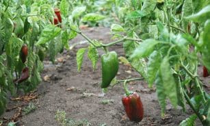 red and green bell peppers