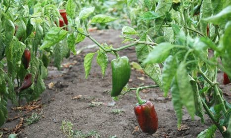 red and green bell peppers
