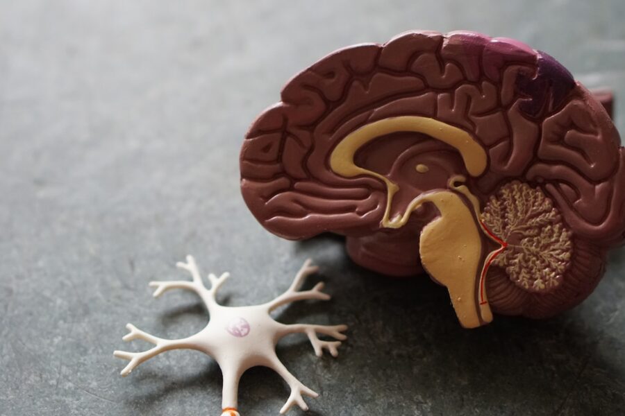 human brain toy