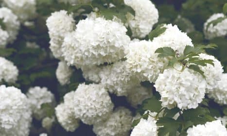 shallow focus photography of white flowers
