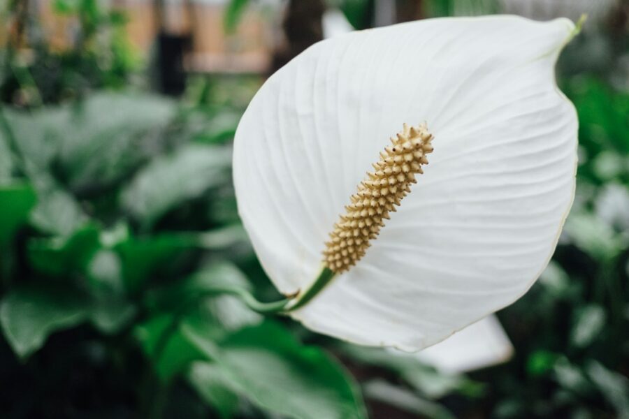 Anturis. Unsplash nuotr.