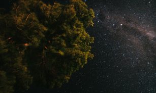 green and brown tree under starry night