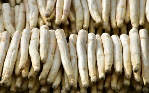 Sodo bėdos baigsis: sužinokite, koks augalas iš daržo išvarys visus kurmius ir pelėnus