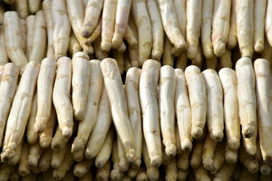 brown and white corn on blue and white ceramic plate