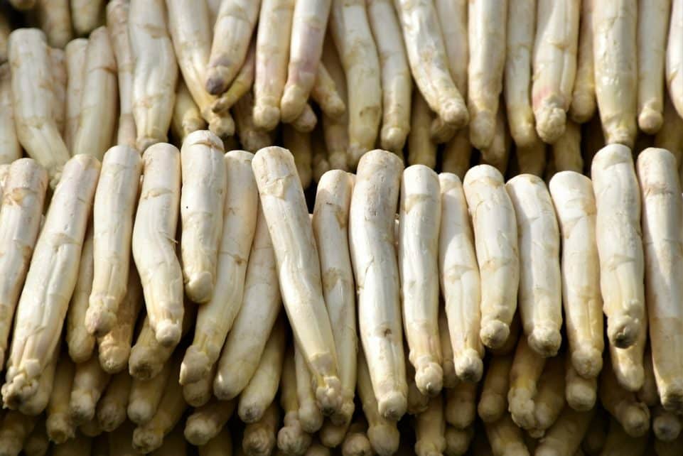 brown and white corn on blue and white ceramic plate