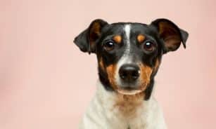 black and white short coated dog