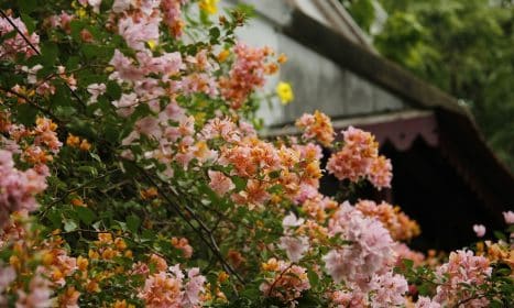Pink and orange flowers bloom near a weathered building.