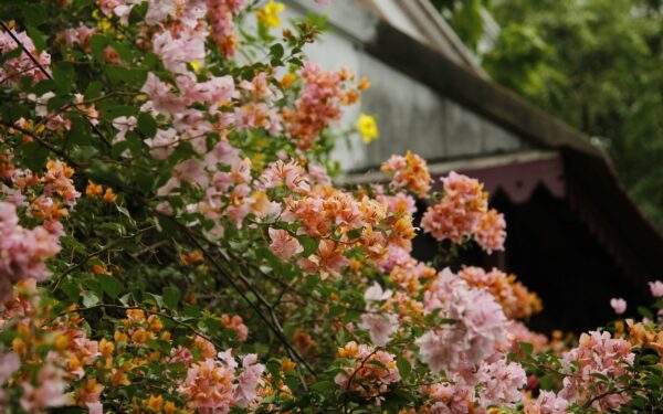 Petunijas ir begonijas pakeitė naujas favoritas: žydi iki rudens ir nereikalauja jokios priežiūros