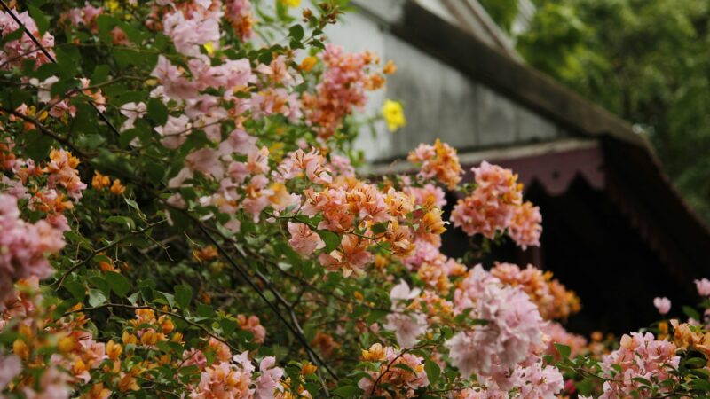 Petunijas ir begonijas pakeitė naujas favoritas: žydi iki rudens ir nereikalauja jokios priežiūros