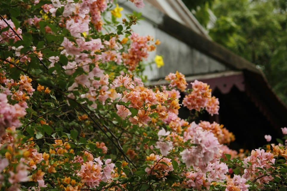 Pink and orange flowers bloom near a weathered building.