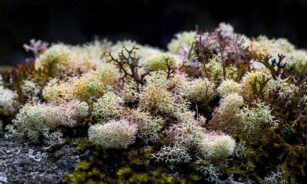 close-up photography of corals