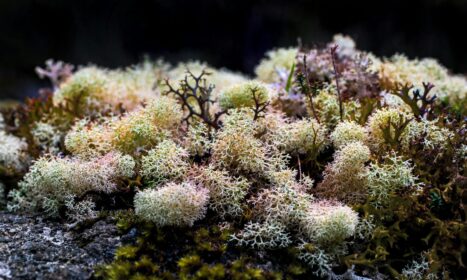 close-up photography of corals