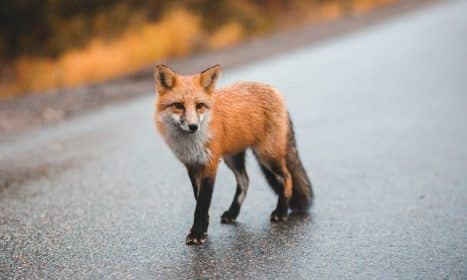 orange fox walking on street