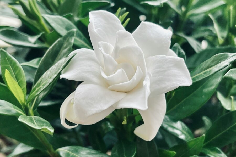 Gardenija. Unsplash nuotr.
