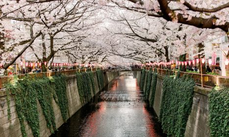 canal under white trees