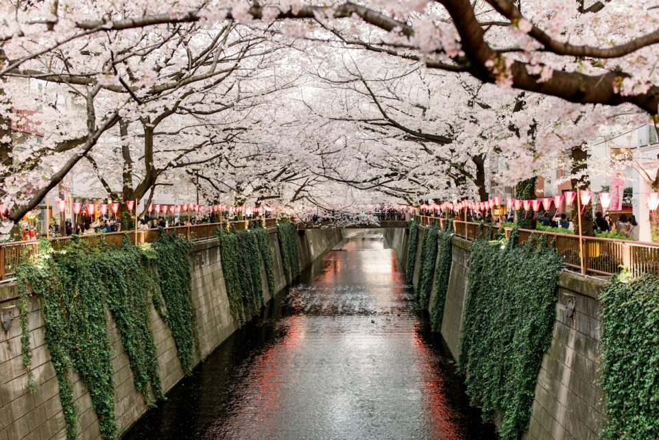 canal under white trees
