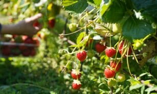 A person picking strawberries from a bush