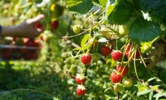 A person picking strawberries from a bush