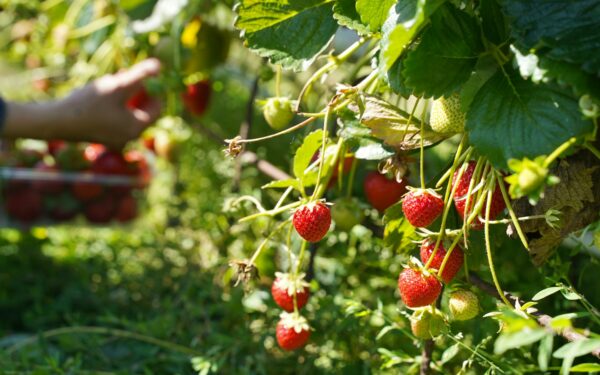 Braškės bus didelės ir saldžios: viena senovinė gudrybė garantuoja rekordinį derlių