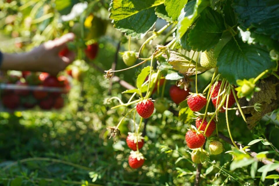 A person picking strawberries from a bush