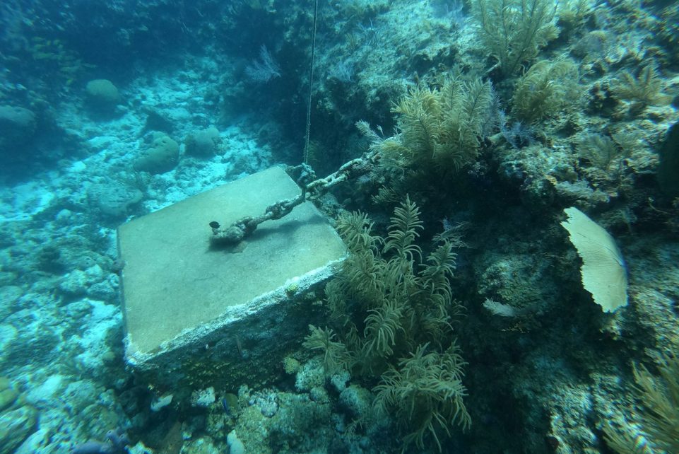 a piece of metal sitting on top of a coral reef
