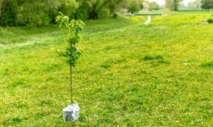 green plant on white plastic bag
