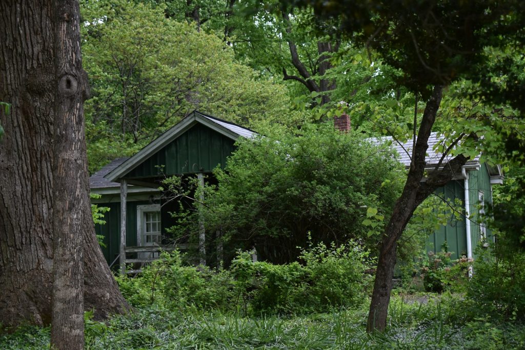 a small green house in the middle of a forest