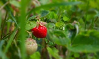 Ripe strawberry on a green plant.
