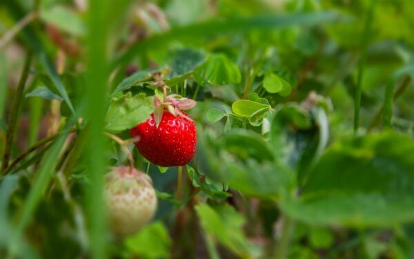 Kodėl kaimynų braškės visada skanesnės? Atskleista paslaptis, ką pilti į lysves pavasarį