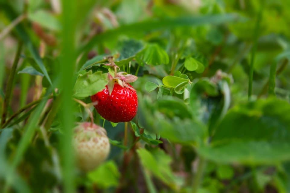 Ripe strawberry on a green plant.
