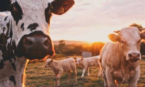 a herd of cows standing on top of a lush green field